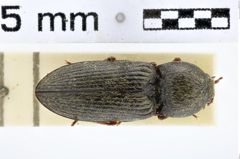 Foto (Dorsalansicht) von Phorocardius bifidus (NHMW-ZOO-COL-0011221)